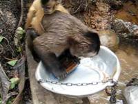 Małpa myje naczynia