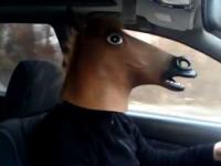 Koń W Samochodzie