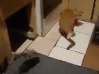 Szczur zaatakował kota