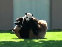 Mama panda bawi się ze swoim maleństwem