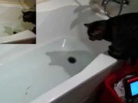 Kot łapie rybki w wannie