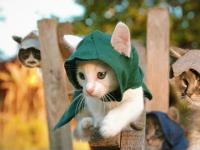 Assassin's Kittens Unity