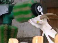 Myjnia automatyczna dla kozy