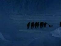 Pingwiny wracają z nocnej imprezy