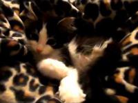 Kociak urodzony na dwóch nogach kąpieli i walki z jego przeciążenia CuTnEsS ogona