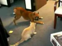 Boxer zabawia kota