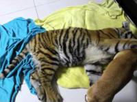 Tygrys znalazł sobie zabawkę  
