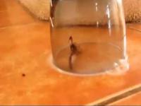 Skorpion popełnił samobójstwo 