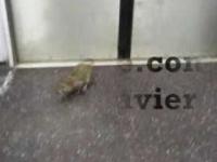 Szczur w Amerykańskim metrze