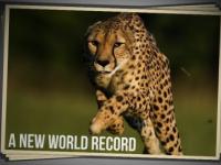 Rekord świata w sprincie na 100 metrów pobity 