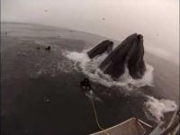 Wieloryb prawie pożarł nurków u wybrzeży Kalifornii
