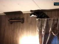 Koci skok na półkę