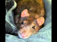 szczurzy relax RAT