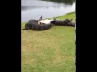 Dwa duże aligatory walczące na polu golfowym.