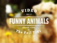 Funny Animals - Słodziaki #1