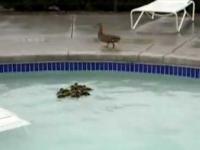 Ratowanie kaczki dla dzieci z basenem