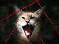 Zmagania tych większych kotów z laserami
