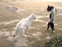 Kot w doskonałej stylu Kung Fu podczas walk