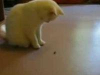 ogromna mucha pożera kota 