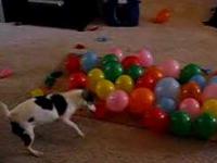 Pies vs Balony