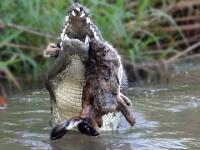 Krokodyl atakuje królika