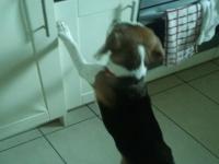 Beagle za zarcie usluguje w kuchni