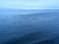 Wędrówka ogromnego stada delfinów w cieśninie Georgia
