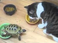 Żółw kontra dwa koty