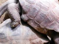 Parowanie gigantycznych żółwi
