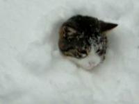 Kocie zabawy w śniegu