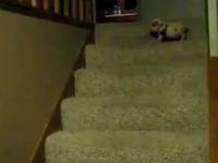 Urocza świnka vs schody