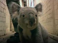 Rączo galopująca koala 