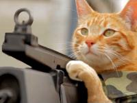Medal of Honor cat.