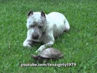Bokser walczy z żółwiem