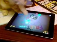 Kot , który gra na iPadzie