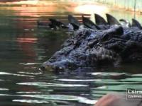 Największy żyjący w niewoli krokodyl świata 
