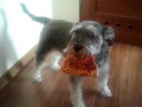 Pies i pizza