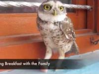 Owl is pet