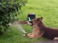 Pies który bardzo lubi wodę