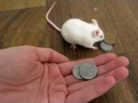 Mądra mysz kupuje sobie smakołyka.