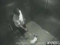 Brutalnie skopany pies w windzie