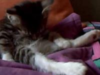 Zasypiajace i zrelaxowane koty