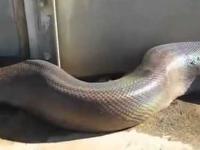 najdłuższy wąż świata