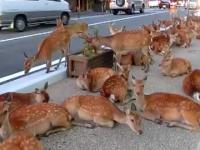 Gromada jeleni na japońskich ulicach