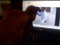 Pies oglądający filmiki na YouTube.