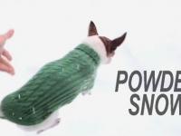 Dlaczego pies cziłała nie biega po śniegu?