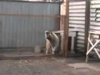 Rosyjski pies tańczy do modern talking