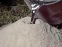 Gość wlewa płynne aluminum do kolonii mrówek.