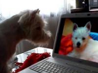 Pies ogląda inne psy na Youtube i chce je złapać