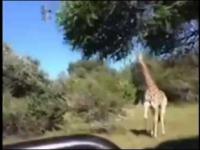 Ucieczka przed Żyrafą
